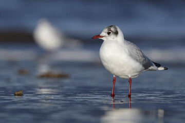 Black headed Gull, Larus ridibundus, adult winter plumage bird