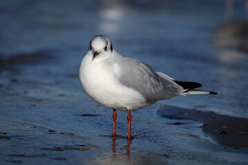 Black headed Gull, Larus ridibundus, adult winter plumage bird