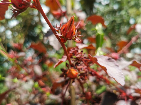 Close-up of a roselle (Hibiscus sabdariffa) flower bud, or rosela, known for its use in herbal teas, health drinks, and natural remedies with antioxidant benefits. Red hibiscus flower.