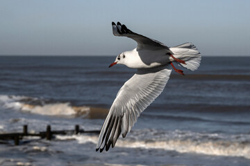 Black headed Gull, Larus ridibundus, one legged adult winter plumage bird in flight