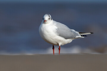 Black headed Gull