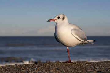 Black headed Gull, Larus ridibundus, one legged adult winter plumage bird 