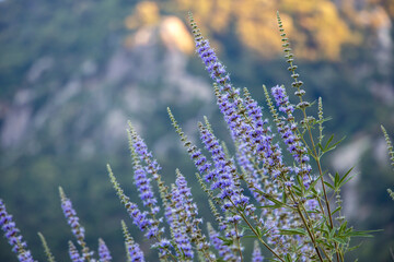 A beautiful flower of chaste tree in bloom. Vitex agnus-castus. Purple flowers isolated on nature...