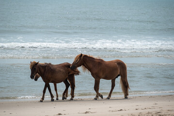 horses on the beach