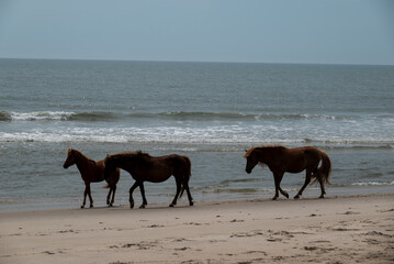 horses on the beach
