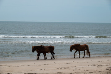 horses on the beach