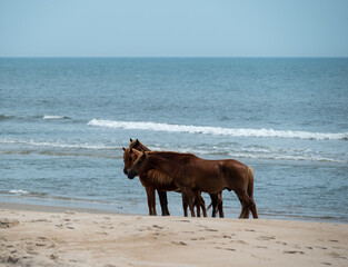 horse on the beach