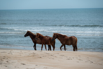 horse on the beach