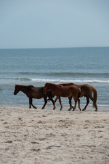 horse on the beach