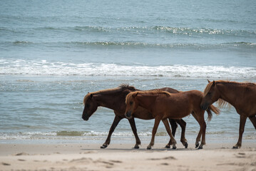 horse on the beach