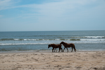 horses on the beach
