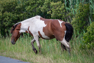 horse walking
