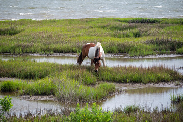 horse grazing in field