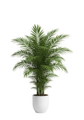 A potted palm tree is isolated on transparent background