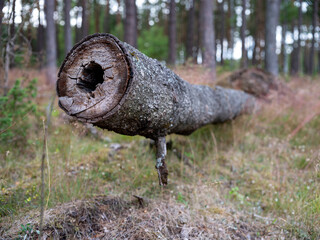 An old rotten log of wood with a hole in the middle.