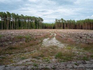 View of a new crop of small forest tree seedlings after forest clearing. Summer season.