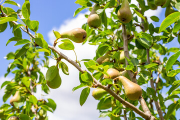 Green pears hanging on a tree branch against a bright blue sky with soft clouds.