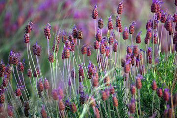 a field of lavender in spain