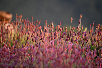 a field of lavender in spain