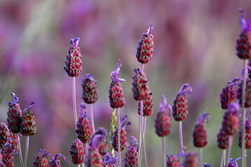 un campo de flores violetas