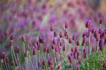 unas flores violetas en el campo