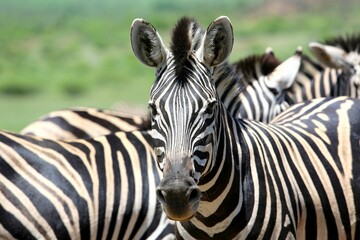 Fototapeta premium Front-Facing Zebra Portrait with Herd in South African Grassland, Sharp Wildlife Composition