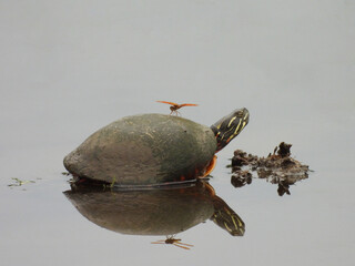 Needham's skimmer, dragonfly, landed on the shell of an eastern painted turtle, to hunt other insects that may land nearby. Blackwater National Wildlife Refuge, Dorchester County, Cambridge, Maryland.
