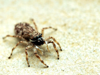 Close-up of a jumping spider on a textured wall surface. 