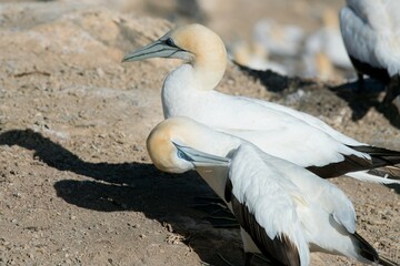 Gannet Preening Its Feathers on Coastal Cliff
