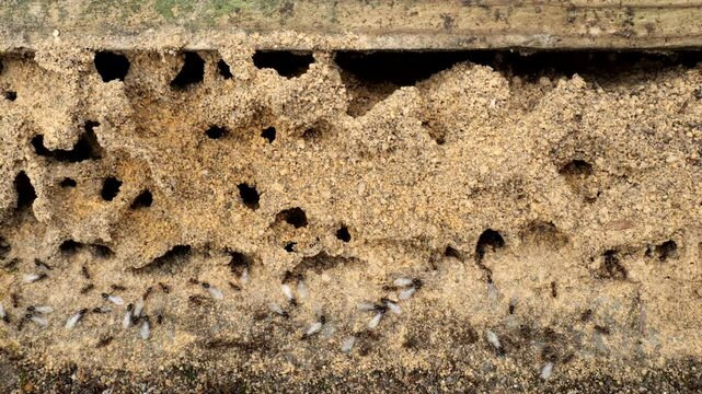 Common black garden ants (Lasius Niger) preparing for their seasonal nuptial flight. Winged female queens and males gather at the sandy nest entrances, ready for take off.