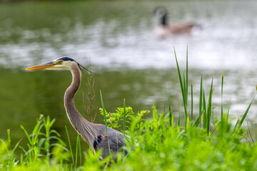 Great blue heron wading in a shallow pond.