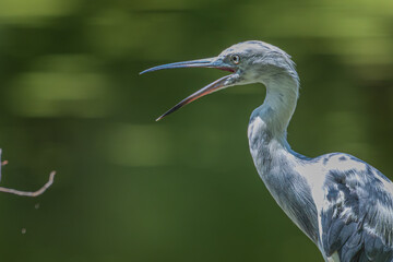 Fototapeta premium Juvenile little blue heron yawning.