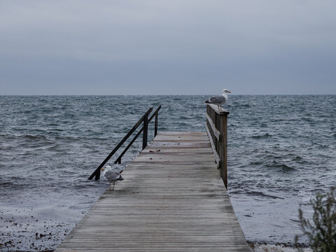 two seagulls sitting on a pier