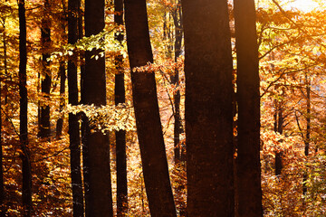 Old beech forest glowing by golden evening light at autumn season. Dark tree trunks with yellow and...