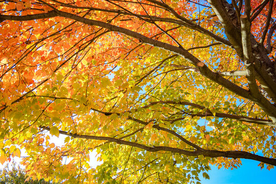 Warm vibrant autumn landscape with yellow green changing tree leaves. Colorful foliage in the park. Natural falling leaves landscape background with trees on a bright sunny weather day. October season