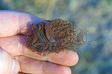 a coil of brown red copper wire lies on the palm of the hand in the street