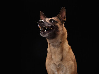 A brown dog snarls mid-bite as a treat enters its mouth in dramatic motion on a black studio...