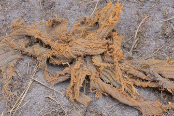 one piece of old brown dirty torn cloth lies on the gray sand in the street