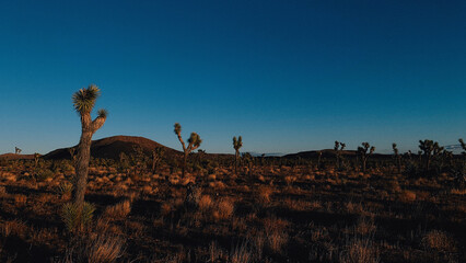 Joshua Tree - sunset in the field