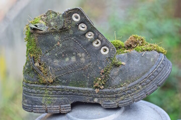 one black old leather boot overgrown with green moss stands on a gray table on a summer street
