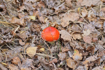 one red fly agaric mushroom grows on the ground among fallen brown leaves on an autumn street