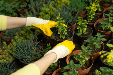 Gardener in yellow gloves removes dry leaves from potted plant during care.