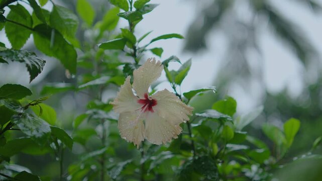 Drops of rain are collected between the petals of the hibiscus flower.
