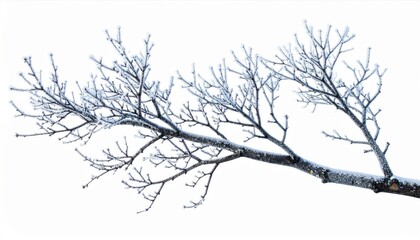 Frosty Tree Branch Isolated on White Background