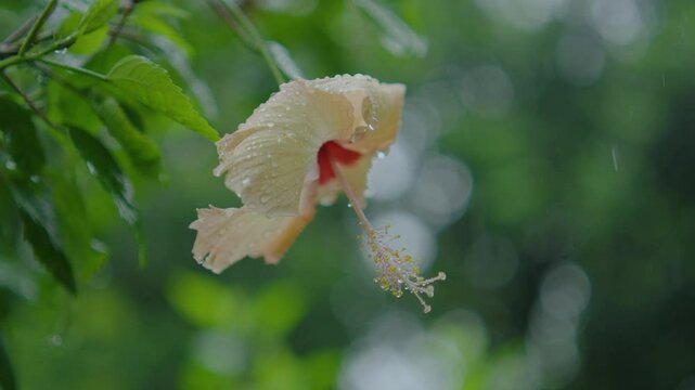 Raindrops falling on the petals of the hibiscus fower