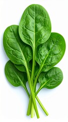 Obraz premium Fresh Green Spinach Leaves on White Background