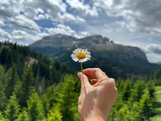 hand holding a flower, hand holdings daisy 
