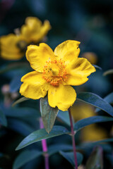 yellow flower on black background
