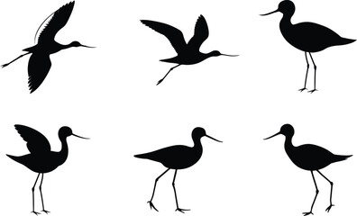 Obraz premium Avocet Silhouette Flying Standing Walking Vector Illustration