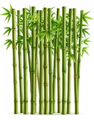 Lush Green Bamboo Grove Against White Background